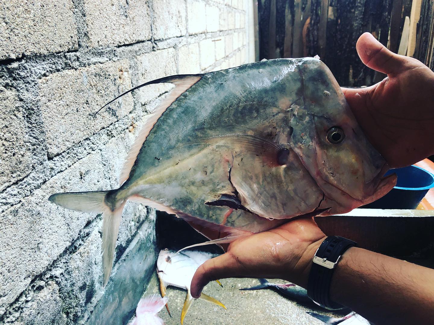Pescado fresco de la costa de Oaxaca
